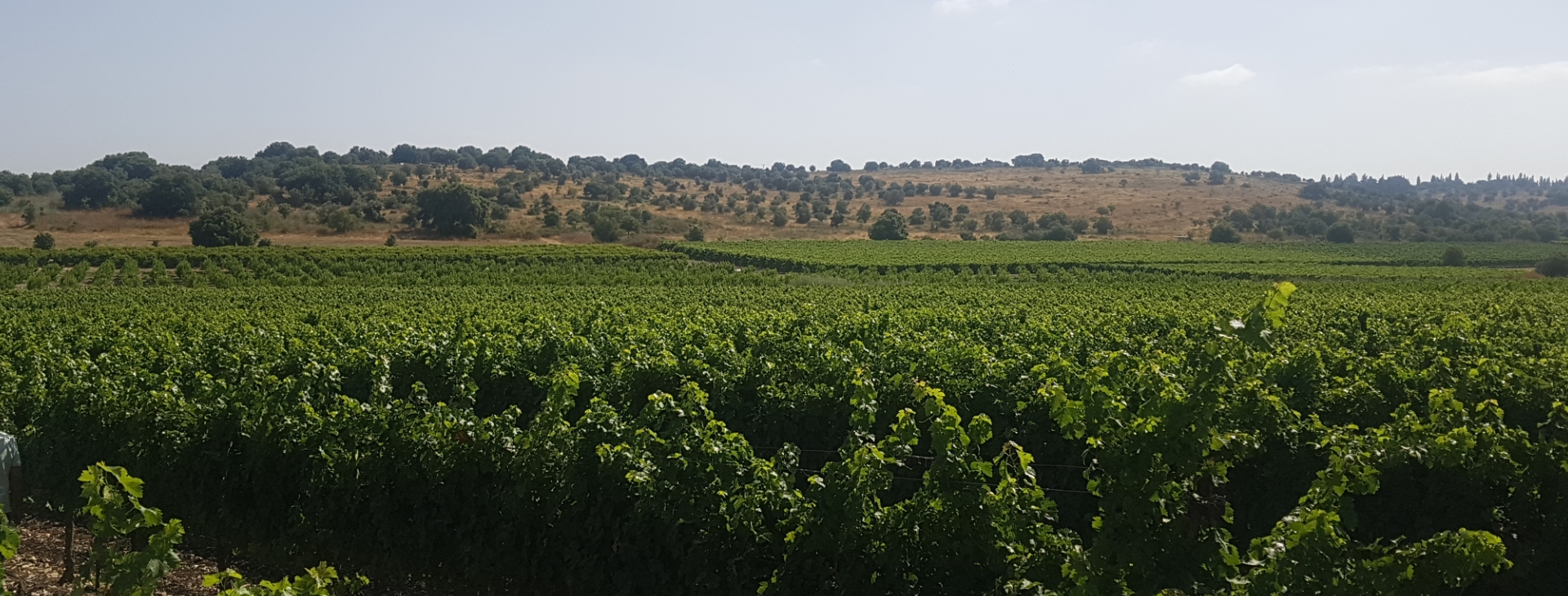Jerusalem Winery